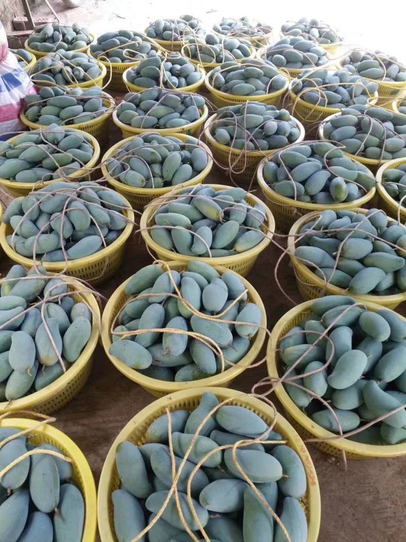 桂七芒(广西为桂，七月成熟)
