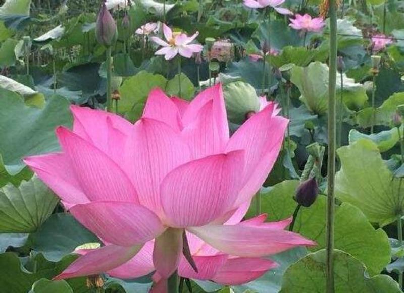 大盆品种荷花各个品种都有货规格齐全欢迎咨询
