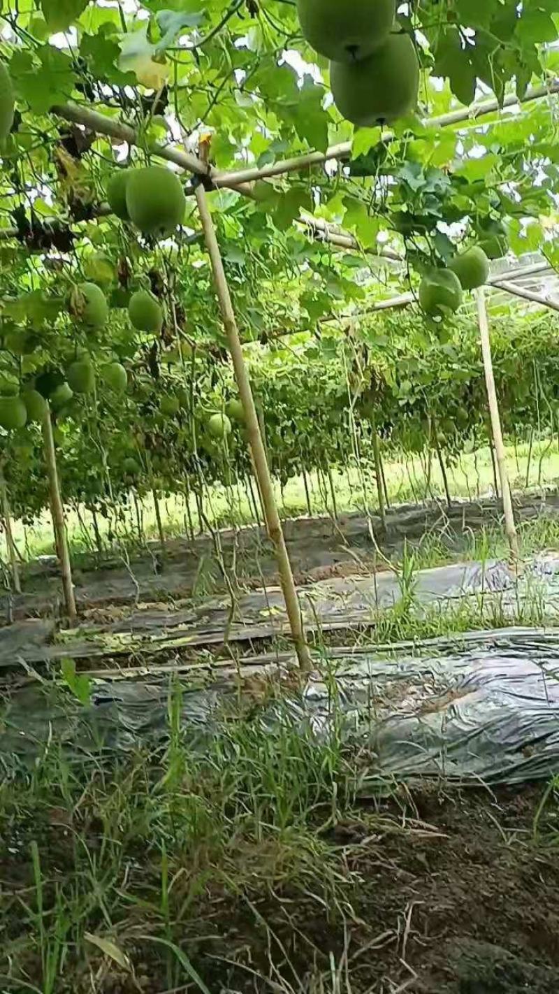 【推荐】芋香味小冬瓜，吊瓜保质保量诚信经营