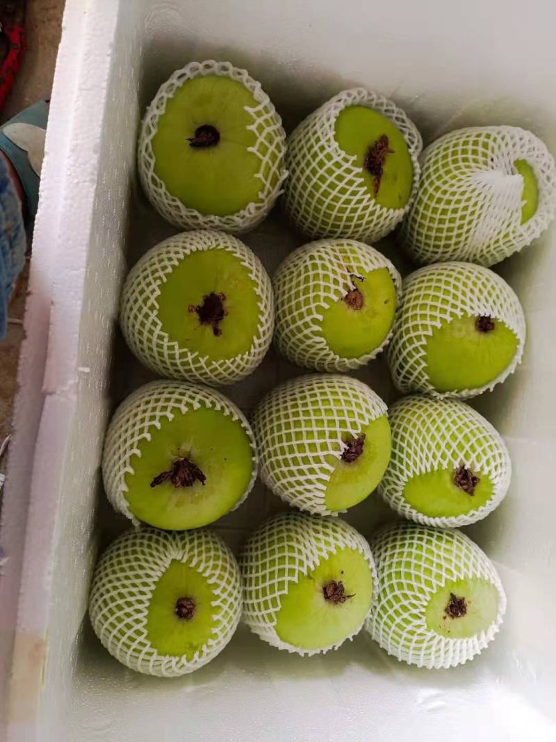 【推荐】芋香味小冬瓜，吊瓜保质保量诚信经营