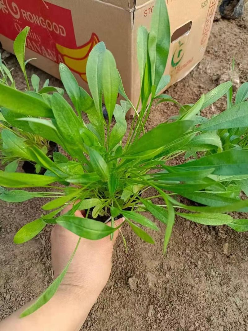 高品质金鸡菊根系好基地批发价欢迎咨询