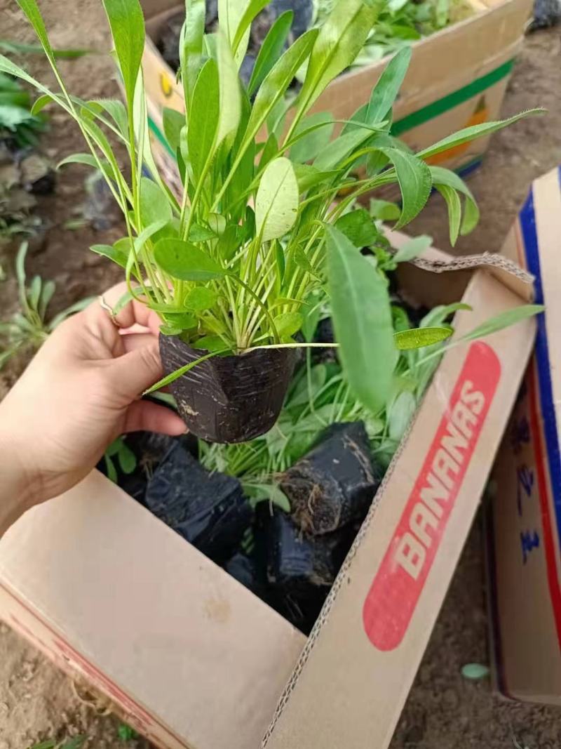 高品质金鸡菊根系好基地批发价欢迎咨询