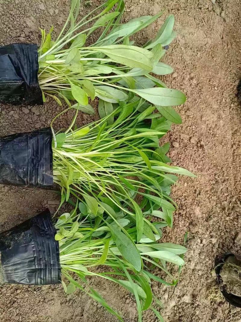 高品质金鸡菊根系好基地批发价欢迎咨询