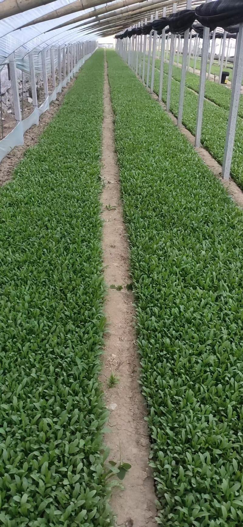 高品质金鸡菊根系好基地批发价欢迎咨询