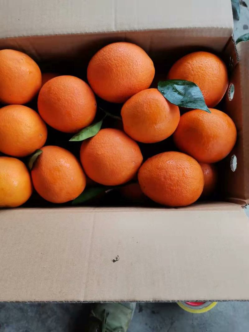 【精品】奉节脐橙长纽荷尔，产地直发，全国发货