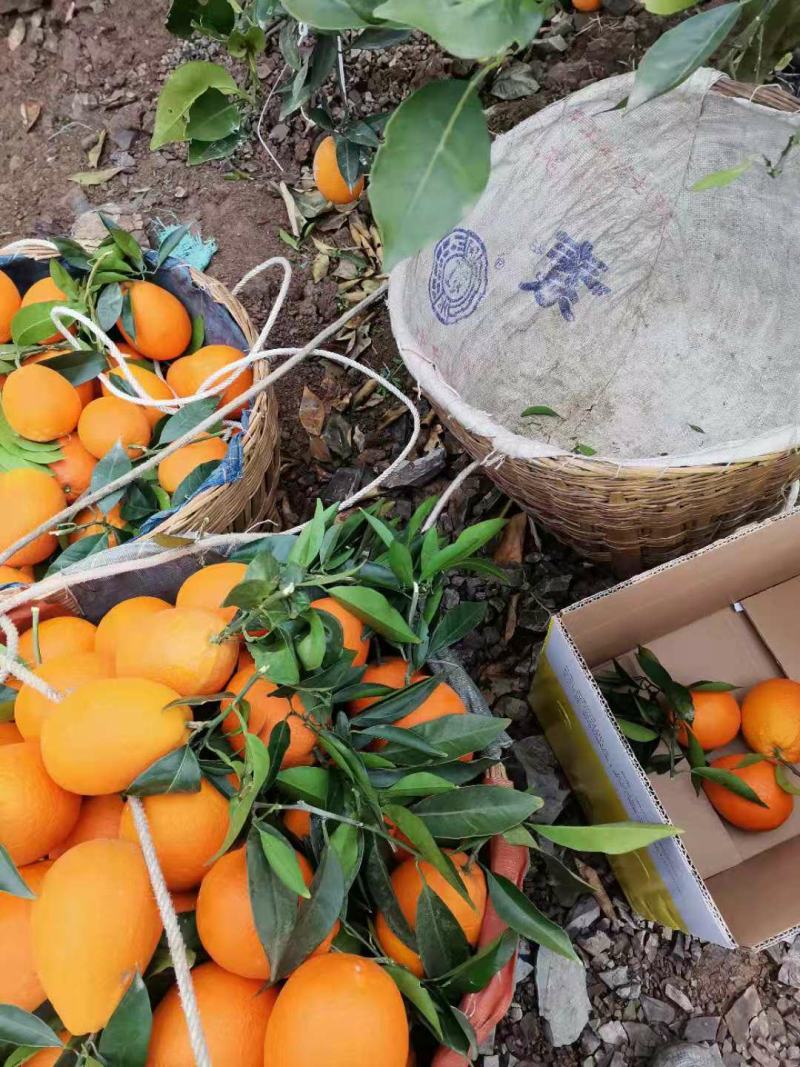 【精品】奉节脐橙长纽荷尔，产地直发，全国发货