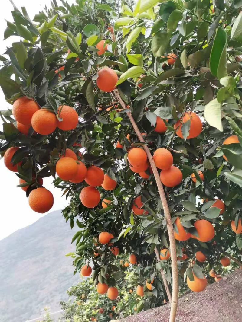 【精品】奉节脐橙长纽荷尔，产地直发，全国发货
