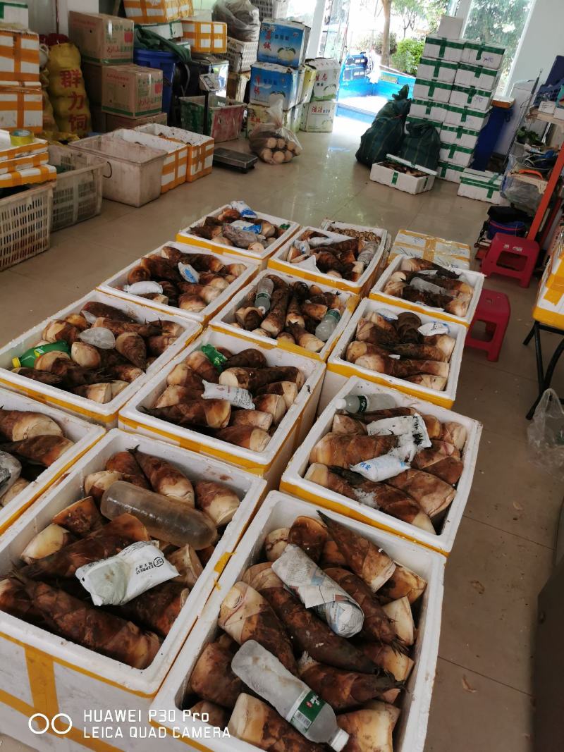 云南思茅甜笋煮炒凉脆甜