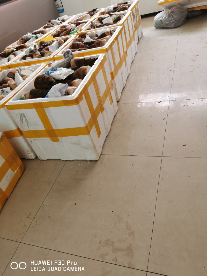 云南思茅甜笋煮炒凉脆甜