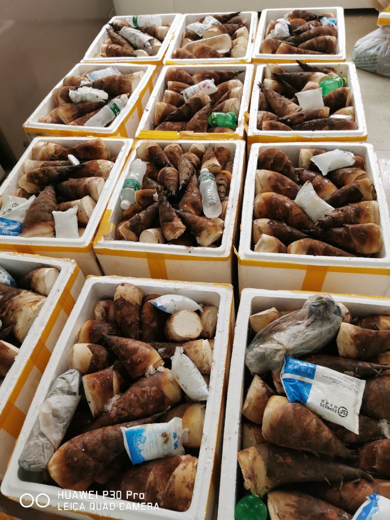 云南思茅甜笋煮炒凉脆甜