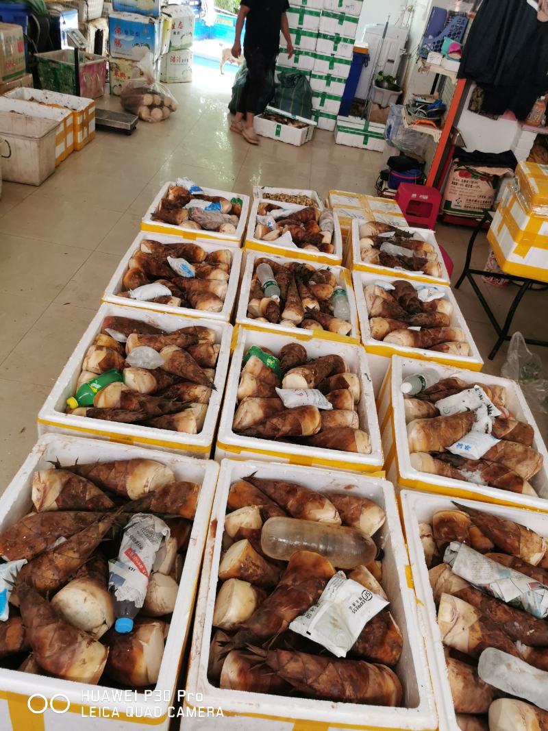 云南思茅甜笋煮炒凉脆甜