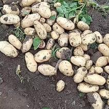 辽宁省凌海市荷兰七土豆大量上市中需要的老板前来采购