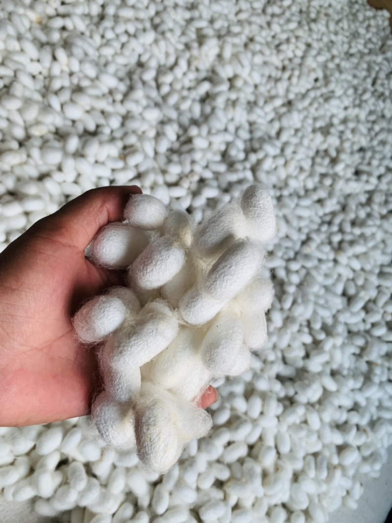 精选蚕丝、蚕茧