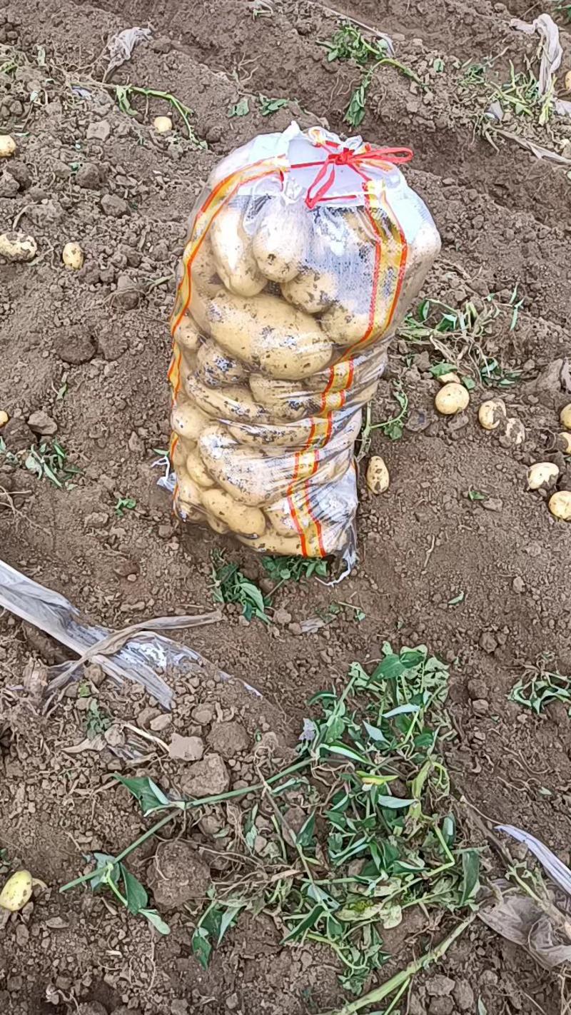 辽宁省凌海市荷兰十五土豆大量出货，淀粉豆价格欢迎全国客商