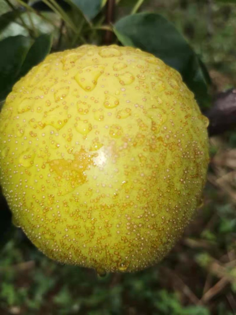 四川优质黄金梨，品像好口感好，甜度高，一手货源，质量保证