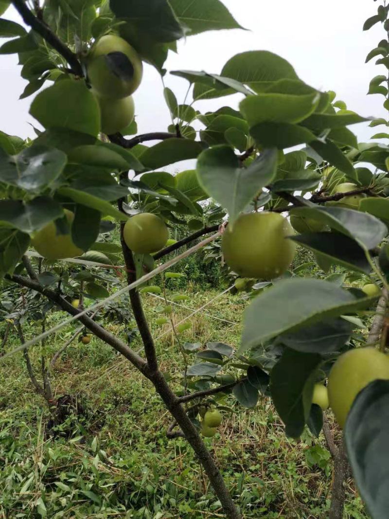 四川优质黄金梨，品像好口感好，甜度高，一手货源，质量保证
