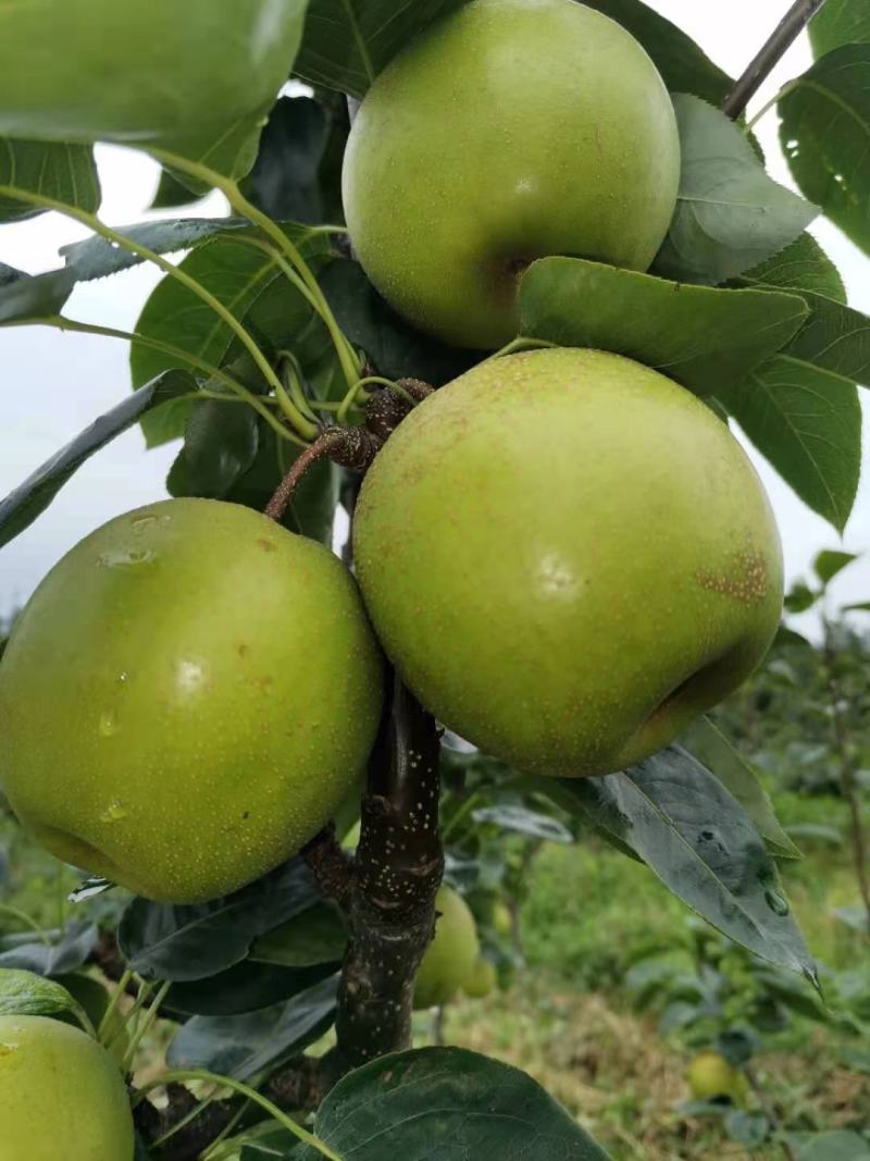 四川优质黄金梨，品像好口感好，甜度高，一手货源，质量保证