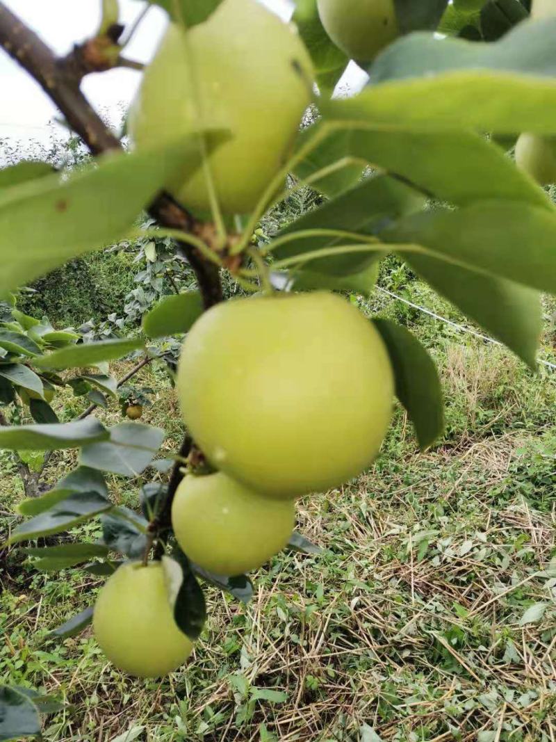 四川优质黄金梨，品像好口感好，甜度高，一手货源，质量保证