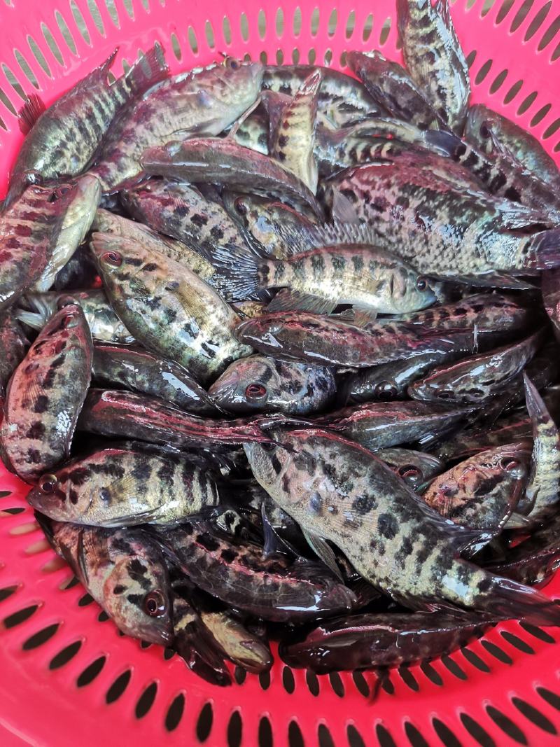 石斑鱼苗淡水石斑鱼苗优质石斑鱼苗抗病毒苗