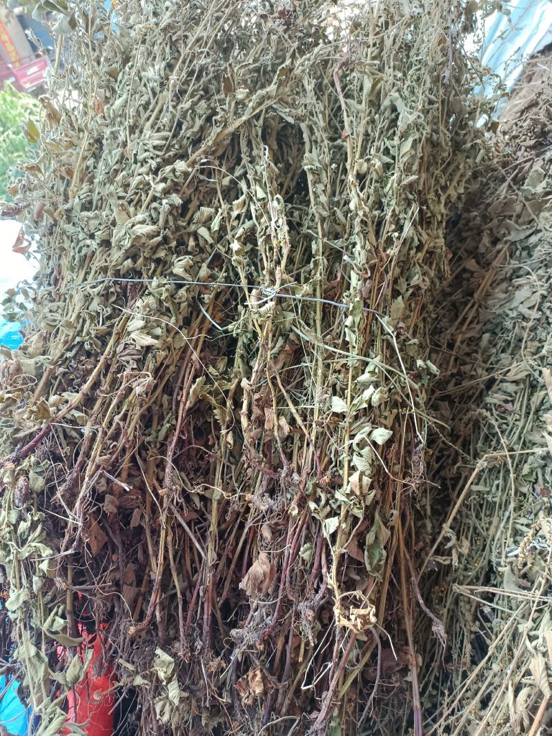 仙鹤草片，野生，深山药村。欢迎下单一手货源！。