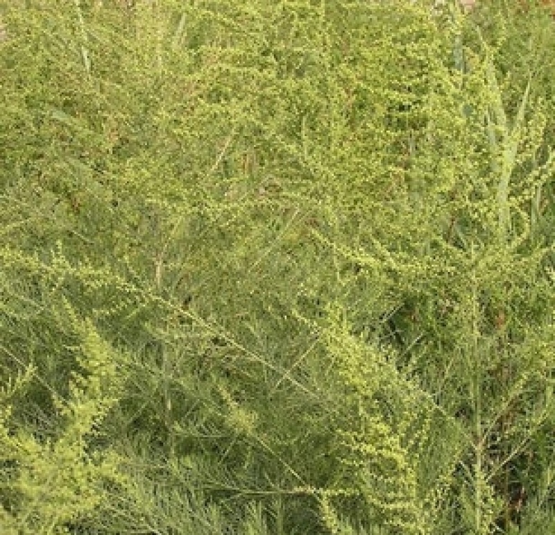 碱蓬草种子盐荒菜荒碱菜盐地碱蓬种子沙地荒地耐盐碱治理土壤