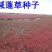 碱蓬草种子盐荒菜荒碱菜盐地碱蓬种子沙地荒地耐盐碱治理土壤