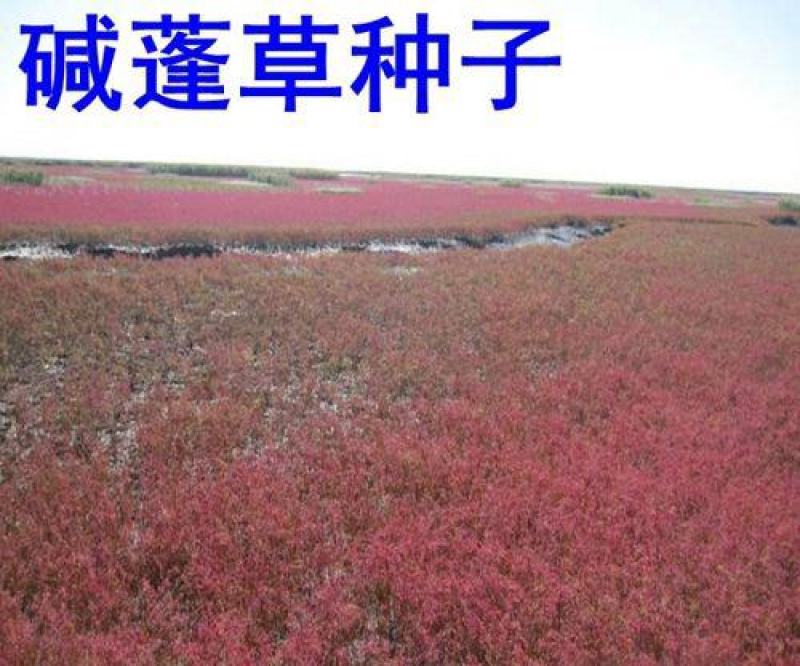 碱蓬草种子盐荒菜荒碱菜盐地碱蓬种子沙地荒地耐盐碱治理土壤