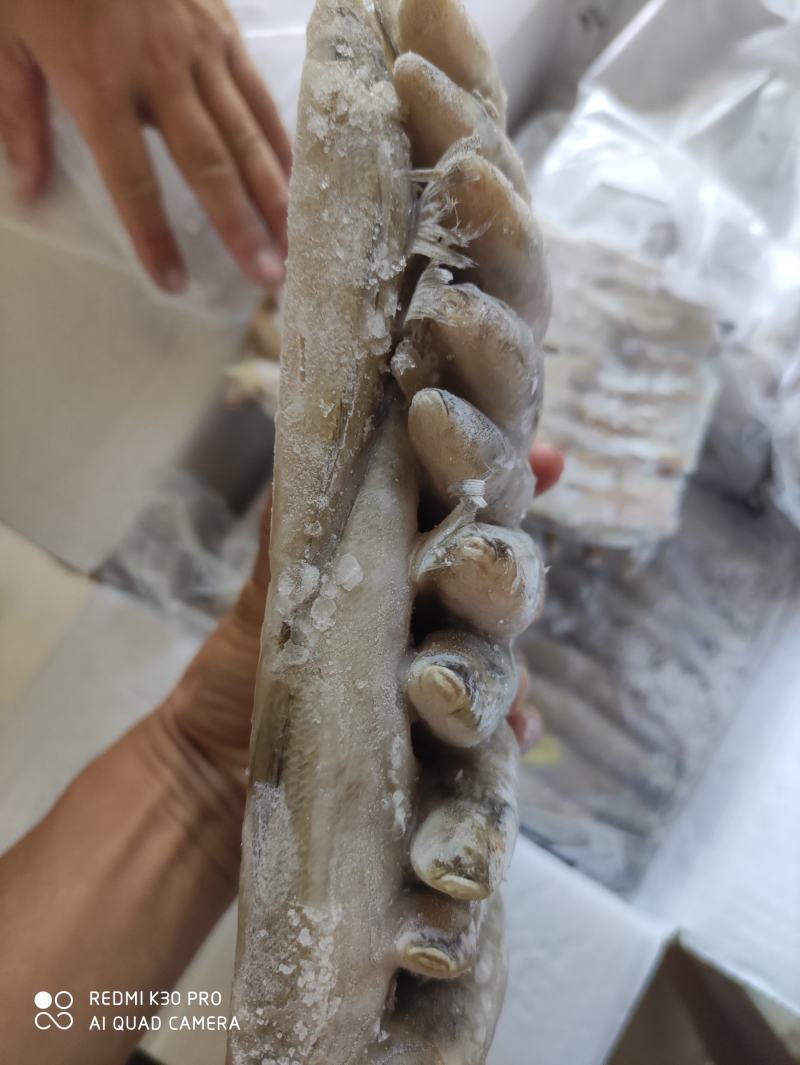 沙占沙丁鱼8888888888888888