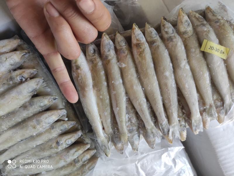 沙占沙丁鱼8888888888888888