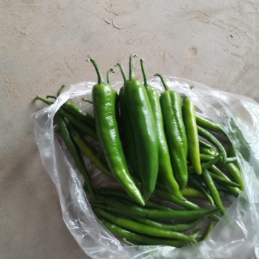 精品辣椒，羊角椒大量上市