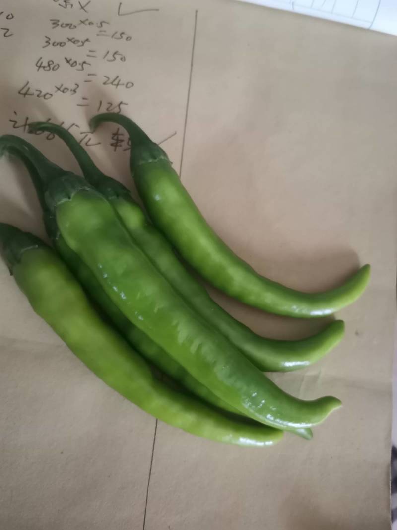 精品辣椒，羊角椒大量上市