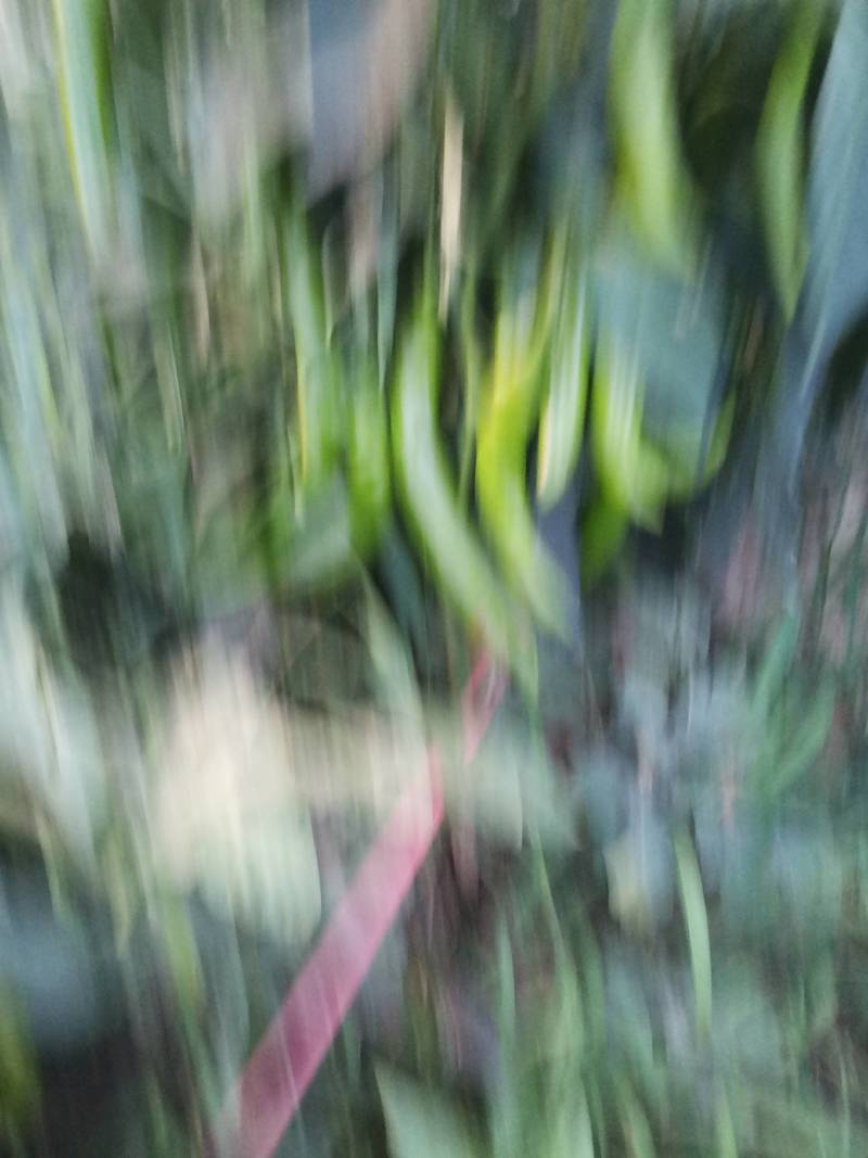 精品辣椒，羊角椒大量上市