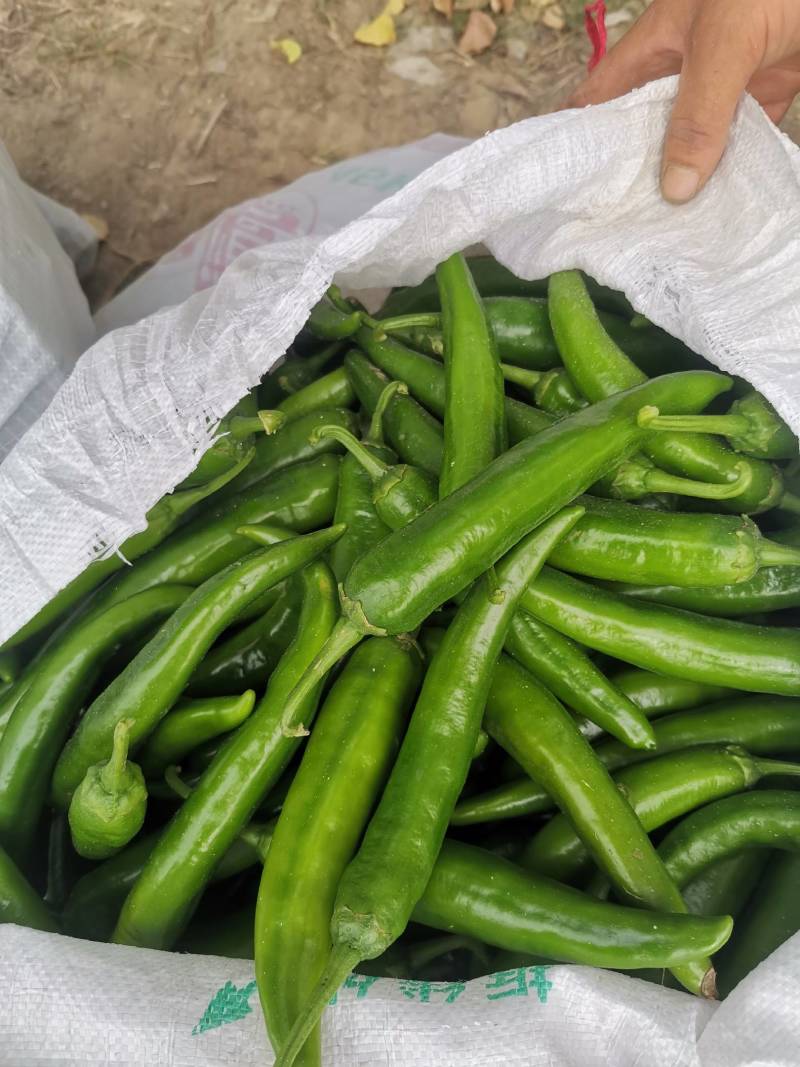 精品辣椒，羊角椒大量上市