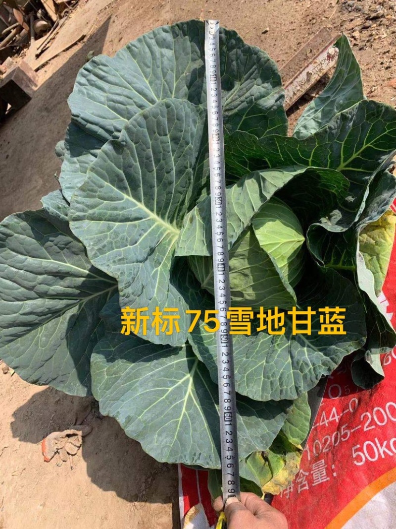 新标75耐寒越冬雪地甘蓝种子，抗病，高产，菜绿。