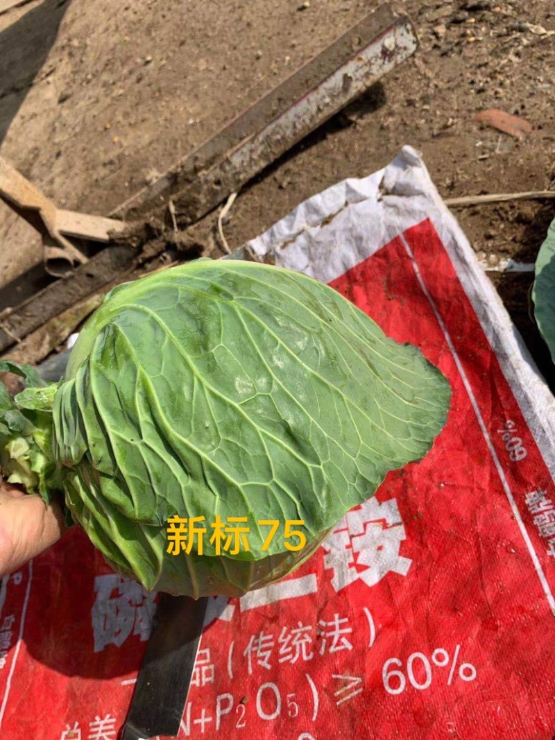 新标75耐寒越冬雪地甘蓝种子，抗病，高产，菜绿。