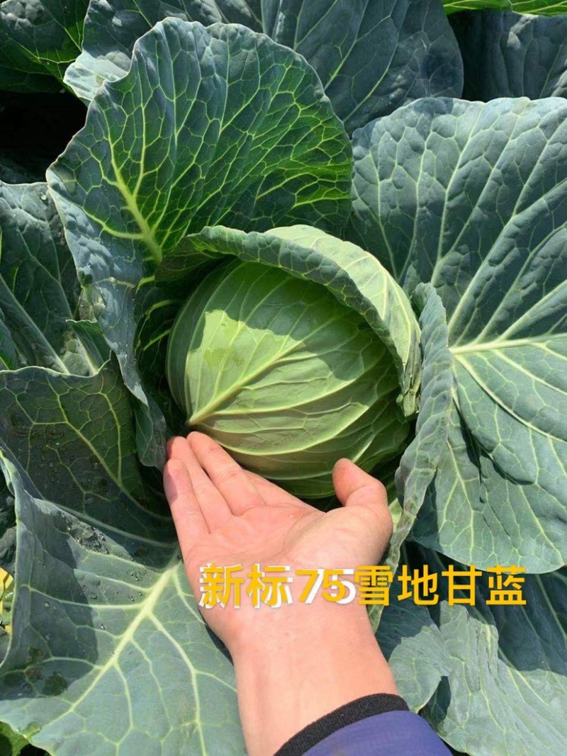 新标75耐寒越冬雪地甘蓝种子，抗病，高产，菜绿。