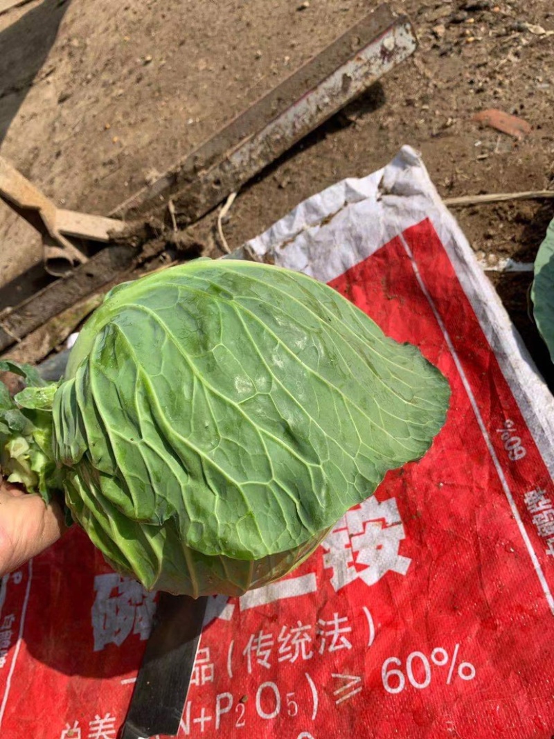 新标75耐寒越冬雪地甘蓝种子，抗病，高产，菜绿。