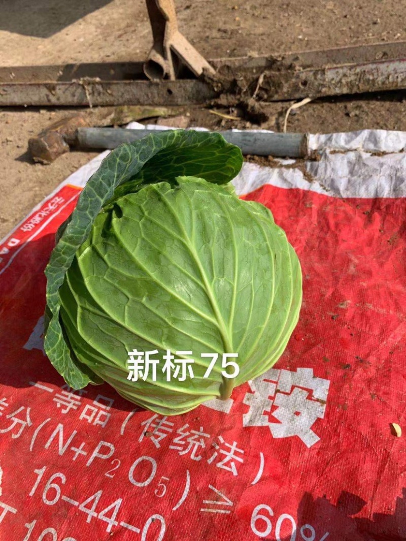 新标75耐寒越冬雪地甘蓝种子，抗病，高产，菜绿。