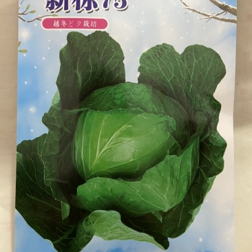 新标75耐寒越冬雪地甘蓝种子，抗病，高产，菜绿。