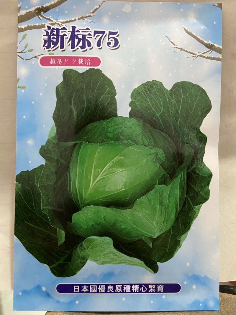 新标75耐寒越冬雪地甘蓝种子，抗病，高产，菜绿。