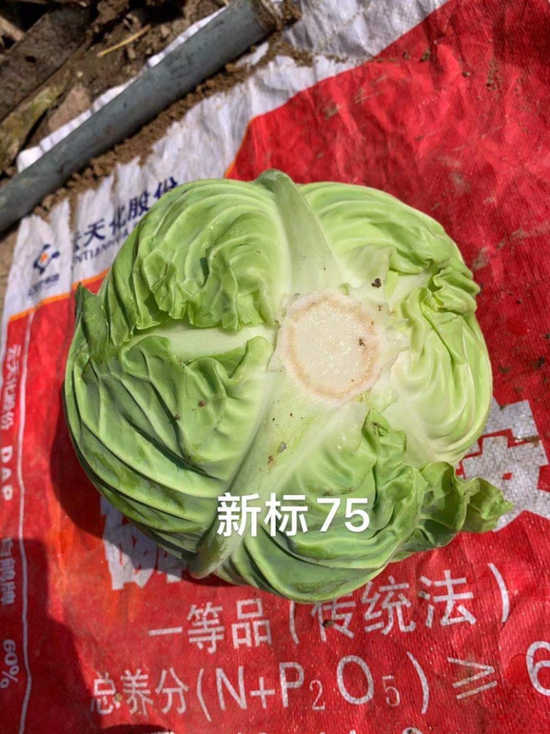 新标75耐寒越冬雪地甘蓝种子，抗病，高产，菜绿。
