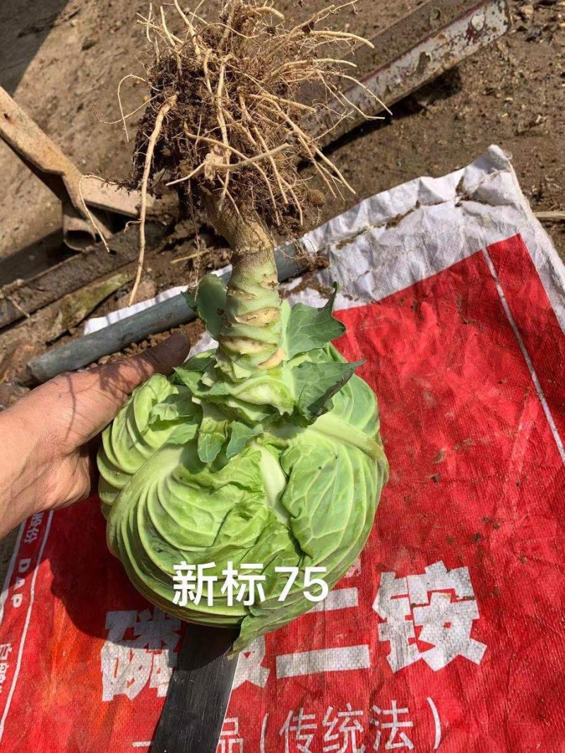 新标75耐寒越冬雪地甘蓝种子，抗病，高产，菜绿。