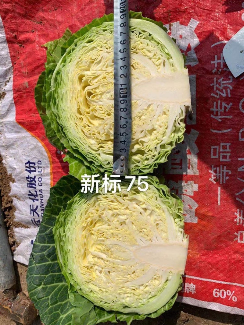 新标75耐寒越冬雪地甘蓝种子，抗病，高产，菜绿。