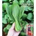 珍品绿立夏绿青梗菜种子耐热耐湿不拔节上海青种子100克