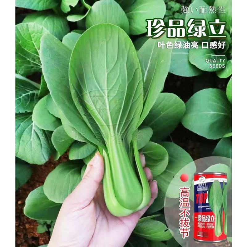 珍品绿立夏绿青梗菜种子耐热耐湿不拔节上海青种子100克