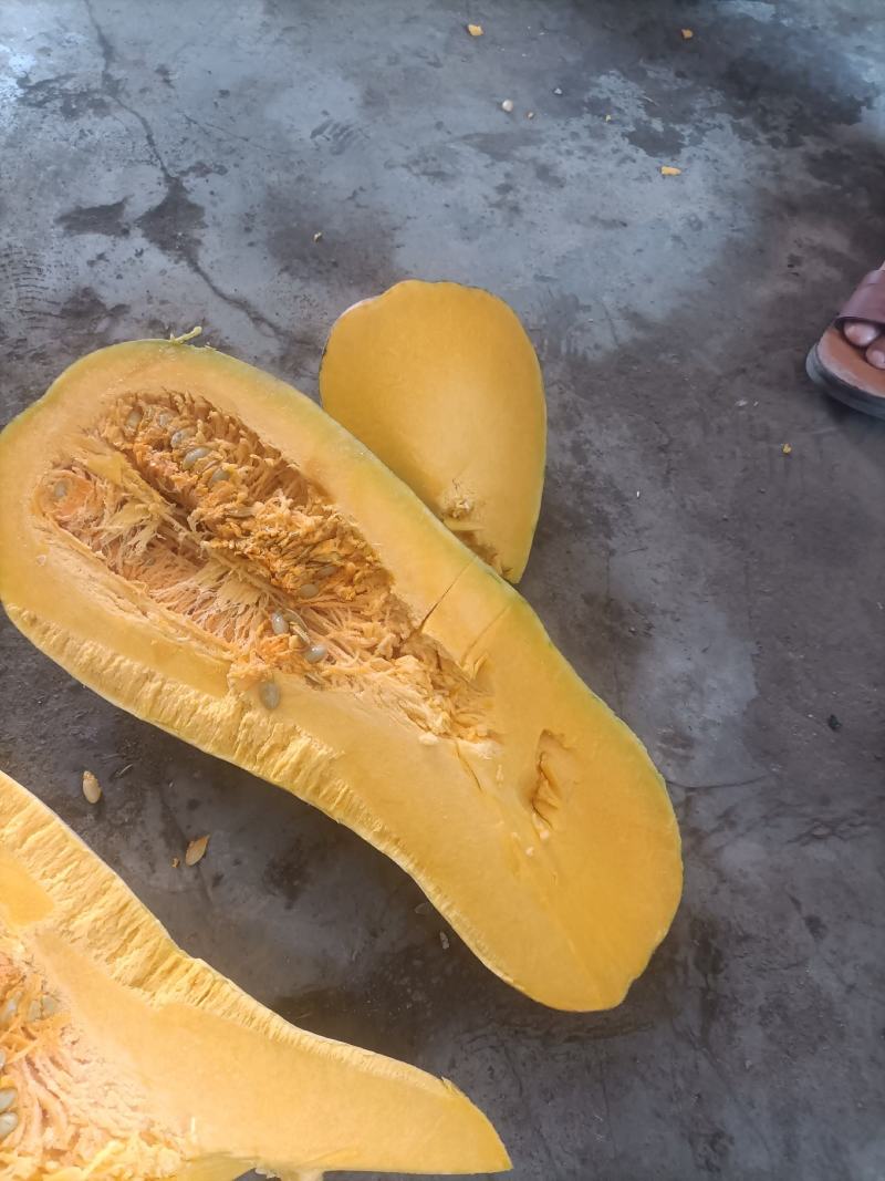 湖北宜城南瓜金韩蜜本老南瓜大量现货供应欢迎咨询选购