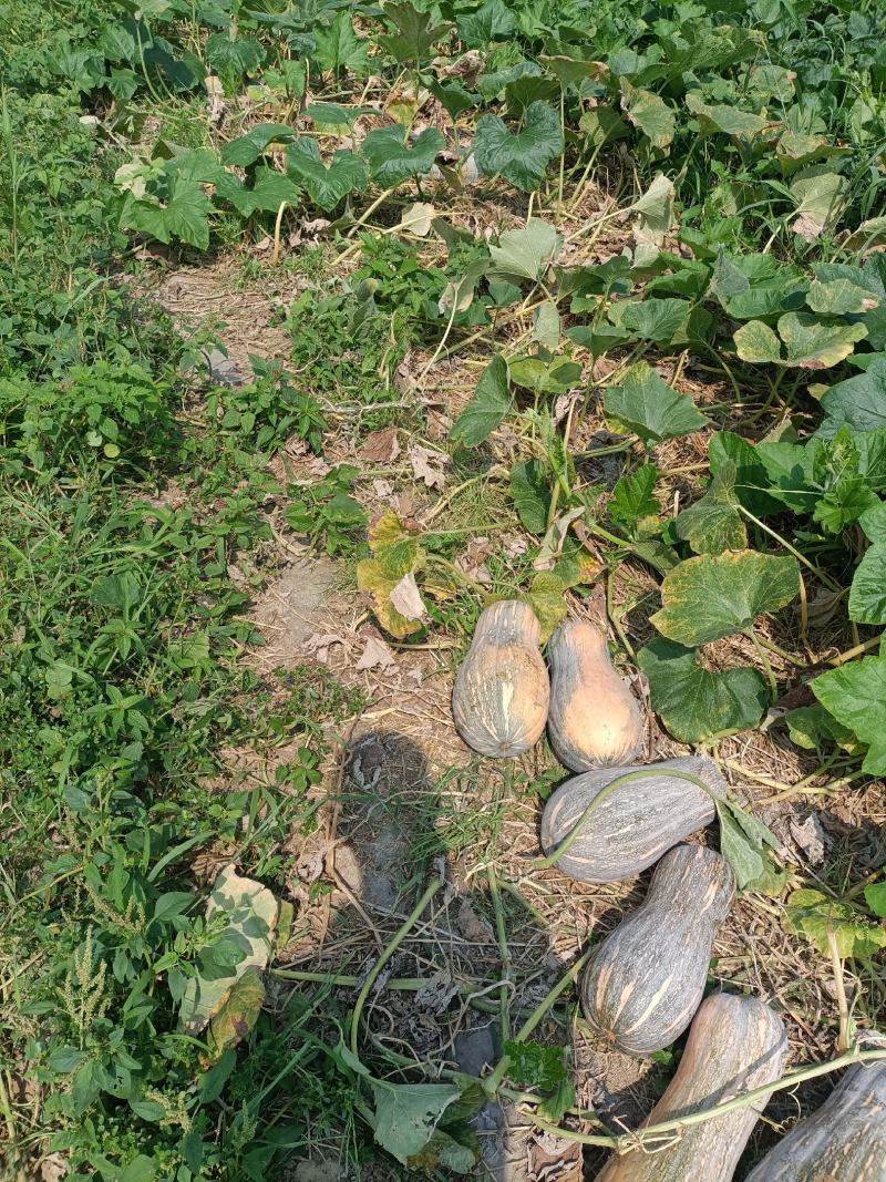 湖北宜城南瓜金韩蜜本老南瓜大量现货供应欢迎咨询选购