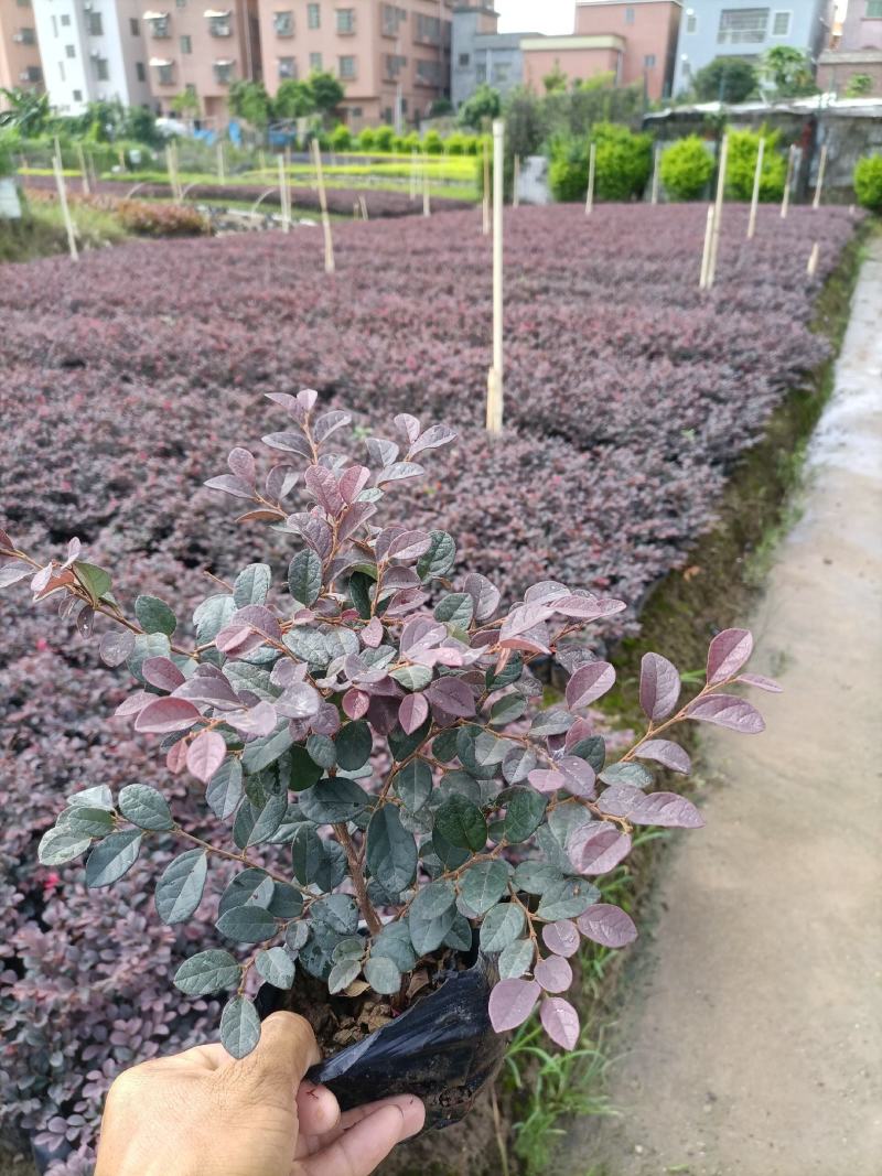 基地供应红继木苗木，承接园林绿化工程，欢迎来电洽谈