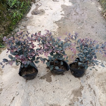 基地供应红继木苗木，承接园林绿化工程，欢迎来电洽谈