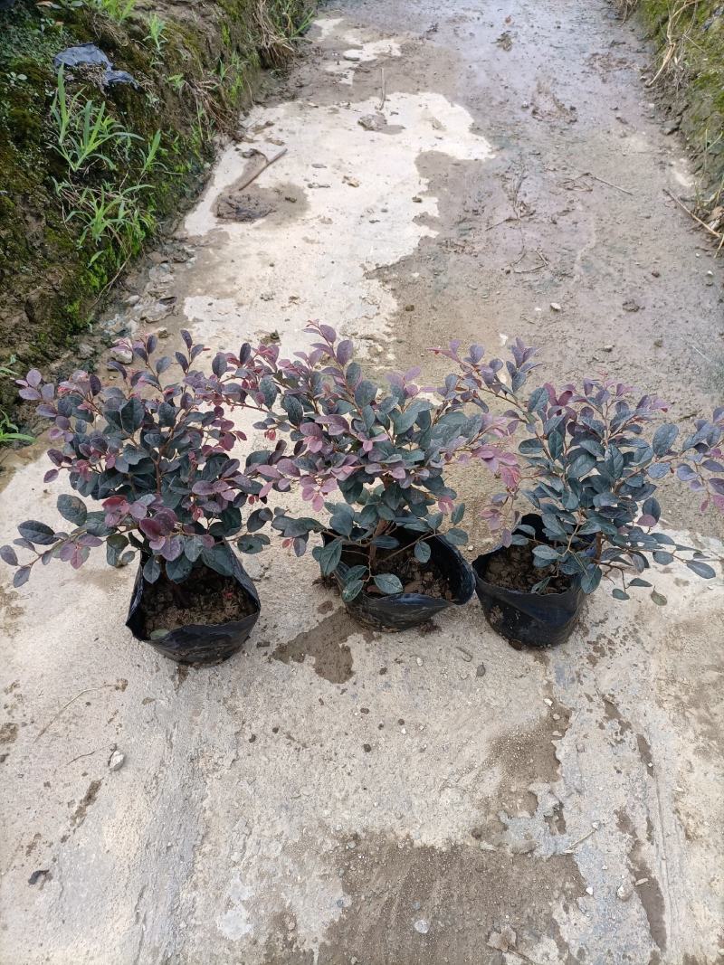 基地供应红继木苗木，承接园林绿化工程，欢迎来电洽谈